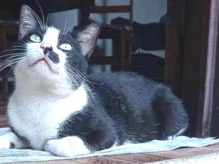 Gato ra a SRD-ViraLata idade 2 a 6 meses nome Bigodinho