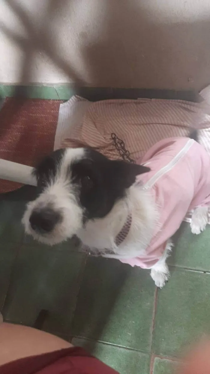 Cachorro ra a SRD-ViraLata idade 1 ano nome Princesa 