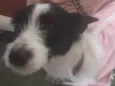 Princesa 