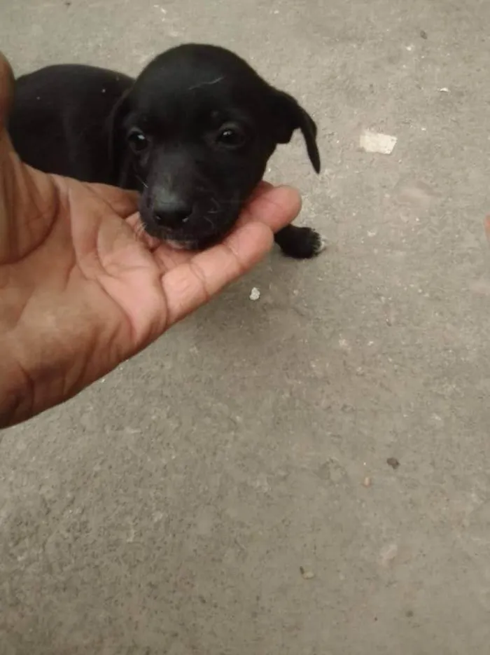 Cachorro ra a SRD-ViraLata idade 2 a 6 meses nome Mary popkins 