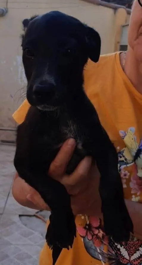 Cachorro ra a SRD-ViraLata idade 2 a 6 meses nome Cadu e Caio 