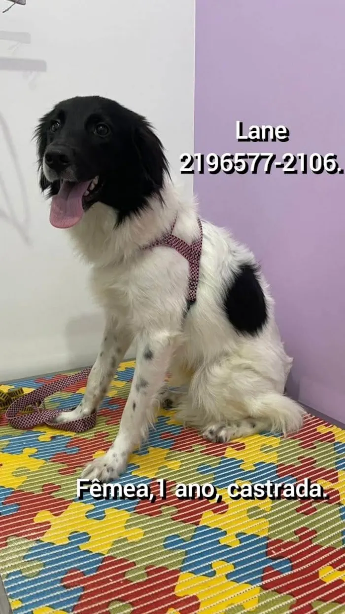 Cachorro ra a Border collie  idade 1 ano nome Lane