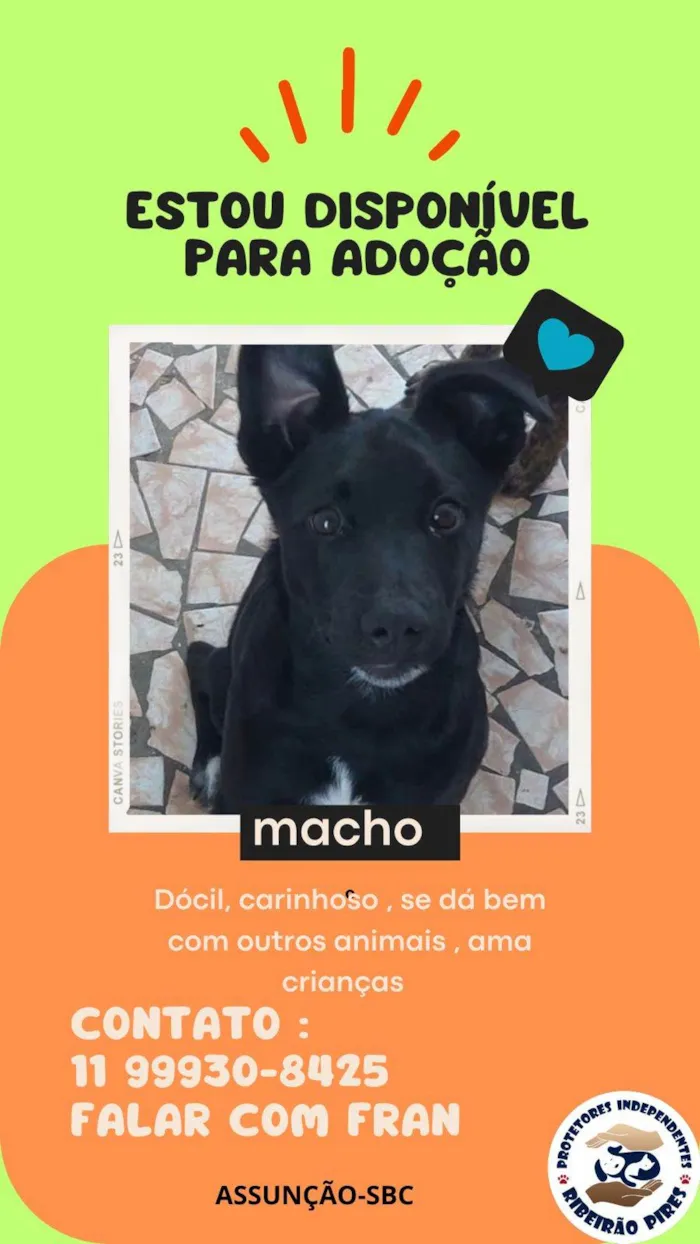 Cachorro ra a SRD-ViraLata idade 2 a 6 meses nome Sem nome