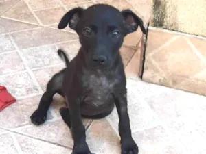 Cachorro raça SRD-ViraLata idade 2 a 6 meses nome Cadu e Caio 