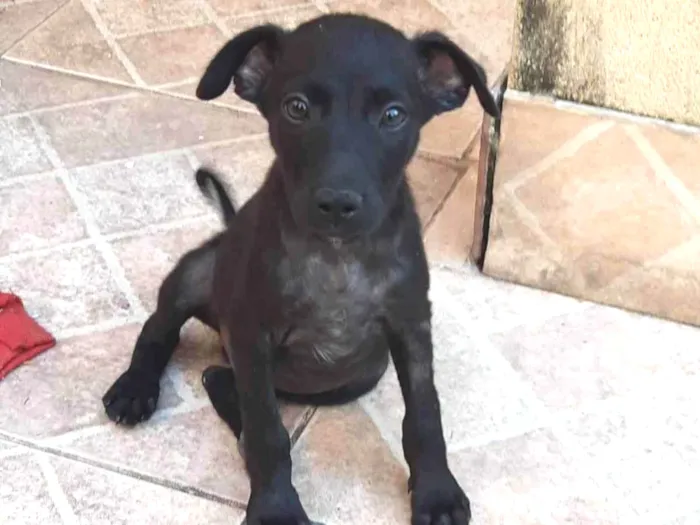 Cachorro ra a SRD-ViraLata idade 2 a 6 meses nome Cadu e Caio 