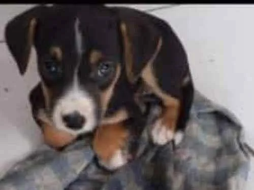Cachorro ra a SRD-ViraLata idade 2 a 6 meses nome Barbarela