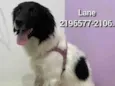 Lane