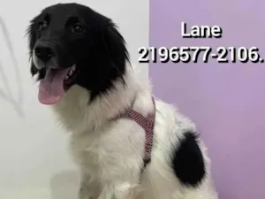 Cachorro raça Border collie  idade 1 ano nome Lane