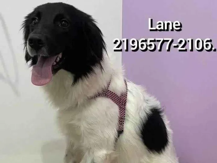Cachorro ra a Border collie  idade 1 ano nome Lane