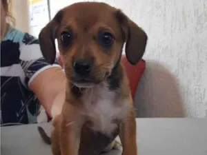Cachorro raça Srd idade Abaixo de 2 meses nome Ravenna