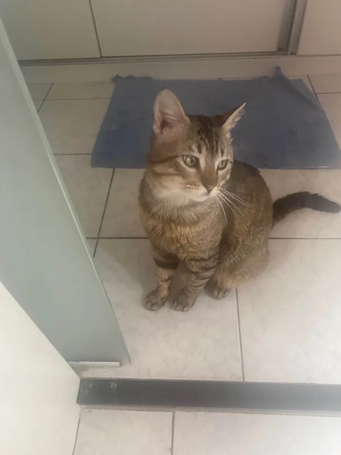 Gato ra a Srd idade 3 anos nome Tigrao 