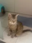 Tigrao