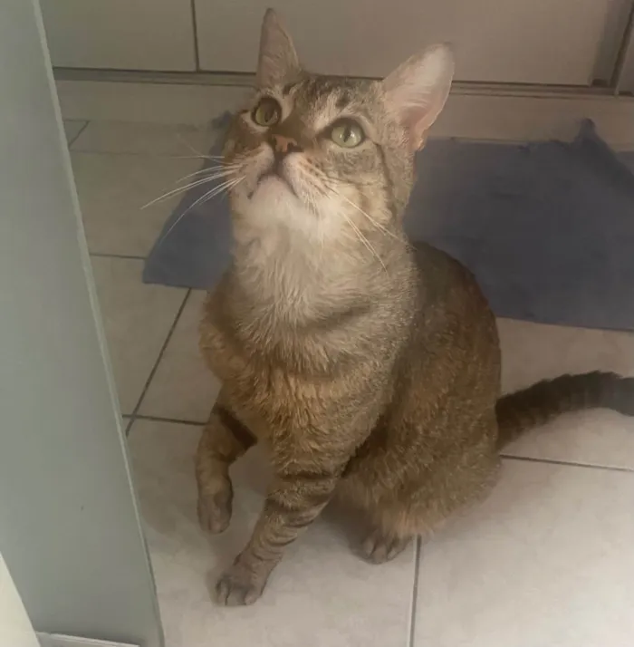 Gato ra a Srd idade 3 anos nome Tigrao 