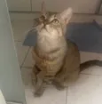 Tigrao