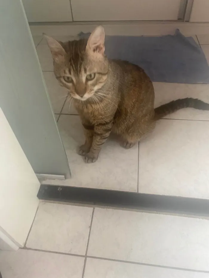 Gato ra a Srd idade 3 anos nome Tigrao 