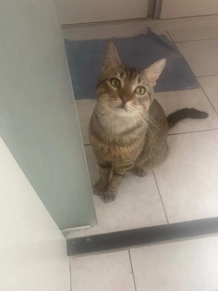 Gato ra a Srd idade 3 anos nome Tigrao 