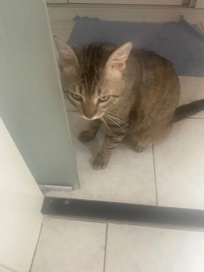 Gato ra a Srd idade 3 anos nome Tigrao 