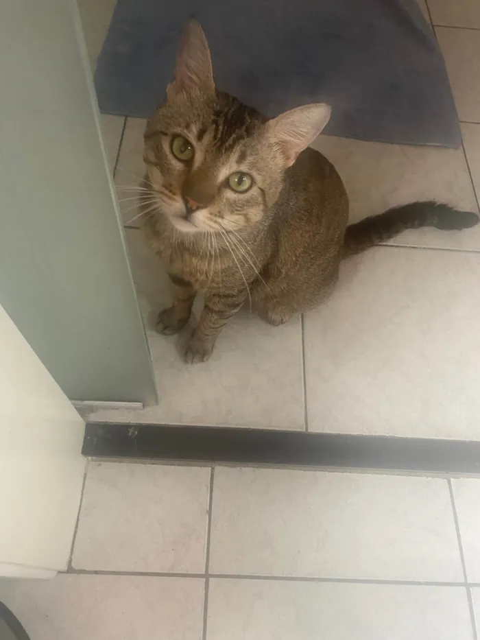 Gato ra a Srd idade 3 anos nome Tigrao 