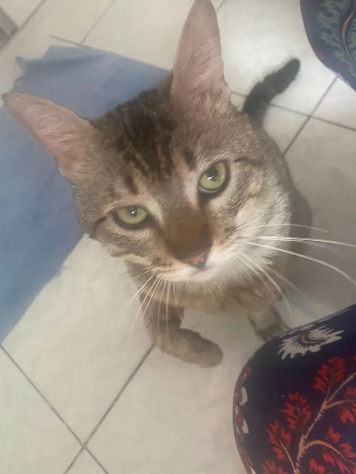 Gato ra a Srd idade 3 anos nome Tigrao 