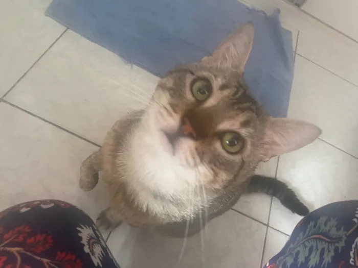 Gato ra a Srd idade 3 anos nome Tigrao 