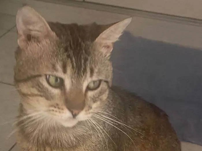 Gato ra a Srd idade 3 anos nome Tigrao 