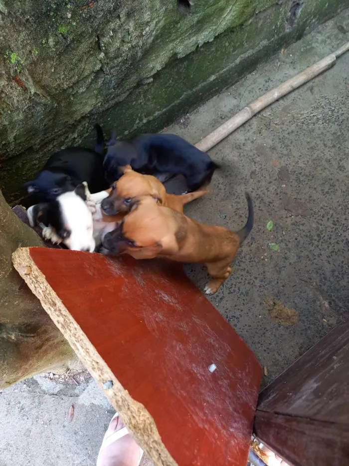 Cachorro ra a Vira lata idade Abaixo de 2 meses nome Sem nomes