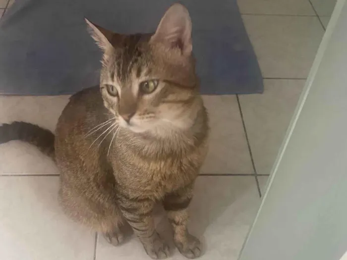Gato ra a Srd idade 3 anos nome Tigrao 