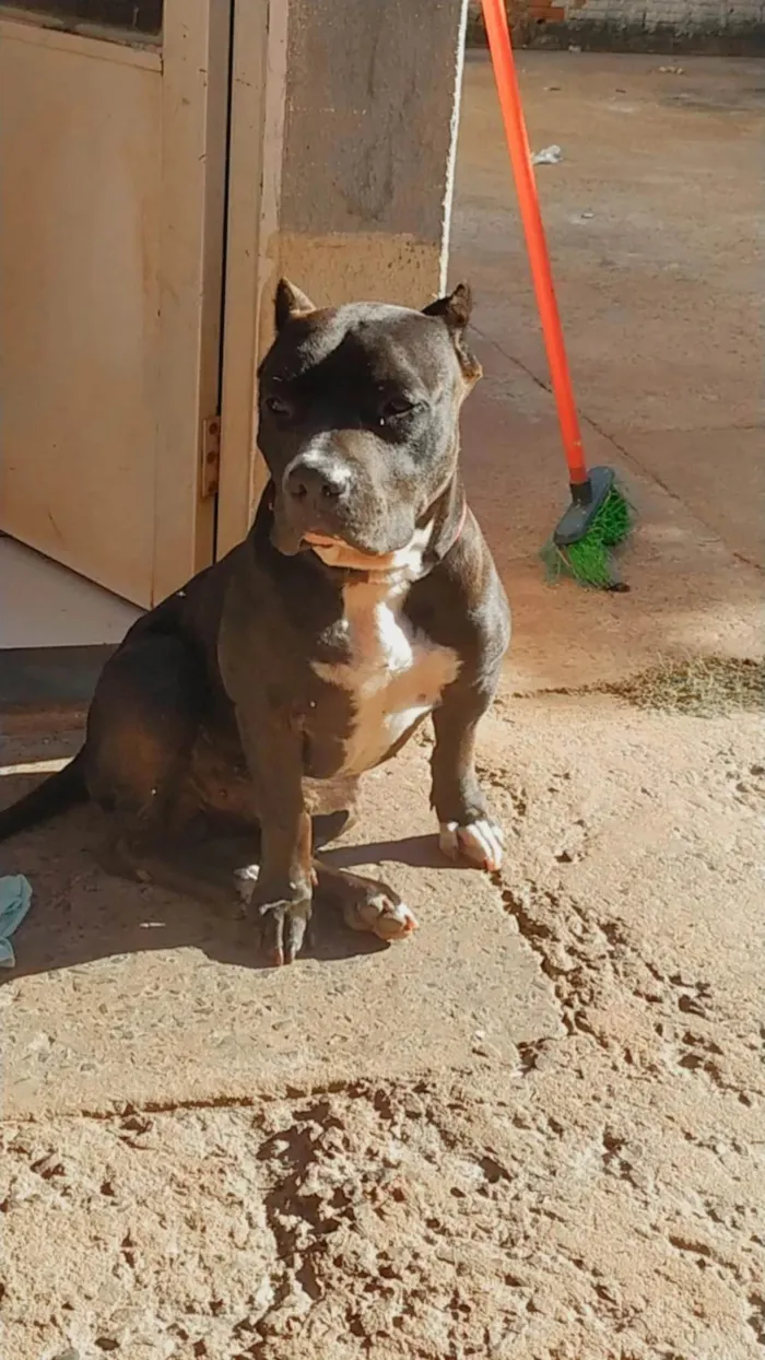 Cachorro ra a American Bully idade 3 anos nome Barão 