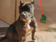 Barão 