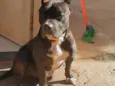 Barão 