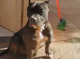 Barão 