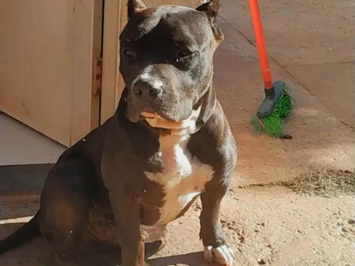 Cachorro ra a American Bully idade 3 anos nome Barão 