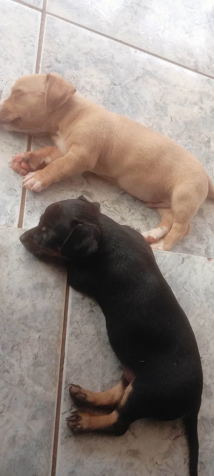 Cachorro ra a Pinscher idade Abaixo de 2 meses nome Ayla e Bolota 