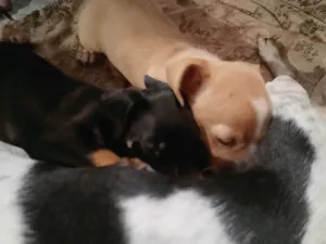 Cachorro raça Pinscher idade Abaixo de 2 meses nome Ayla e Bolota 