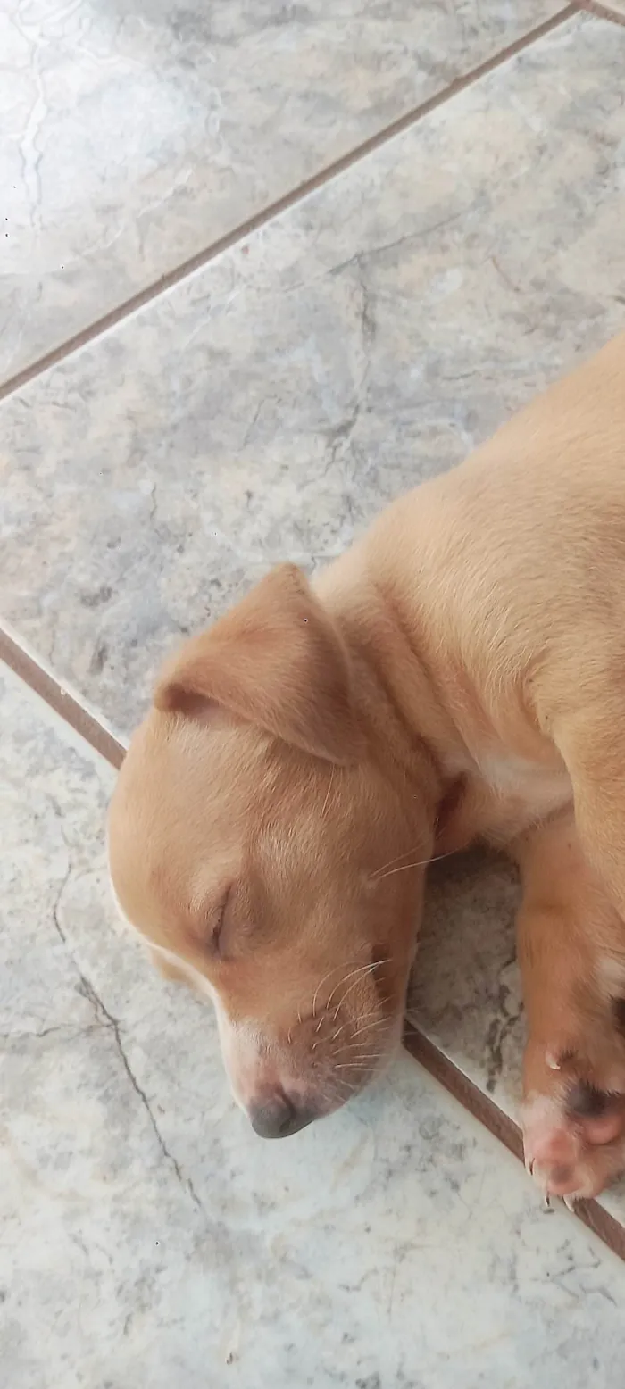 Cachorro ra a Pinscher idade Abaixo de 2 meses nome Ayla e Bolota 