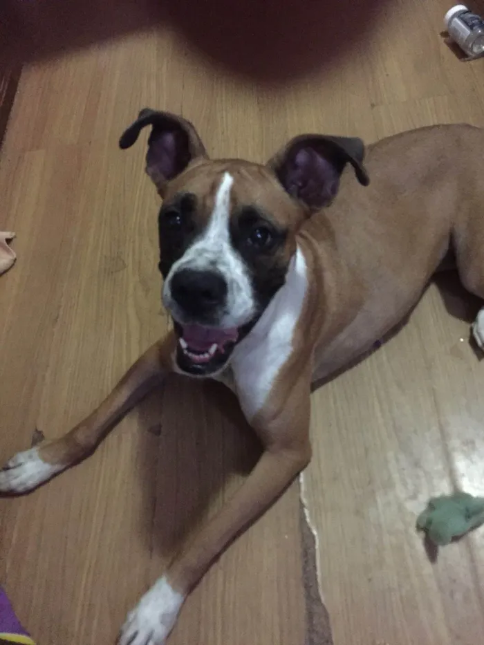 Cachorro ra a Boxer idade 3 anos nome Kira 