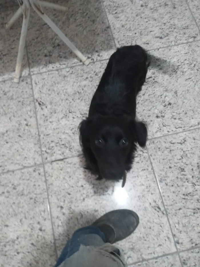 Cachorro ra a SRD-ViraLata idade 1 ano nome Sinba