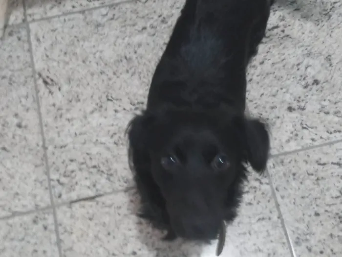 Cachorro ra a SRD-ViraLata idade 1 ano nome Sinba