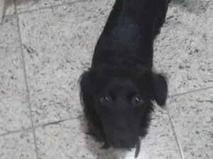 Cachorro raça SRD-ViraLata idade 1 ano nome Sinba
