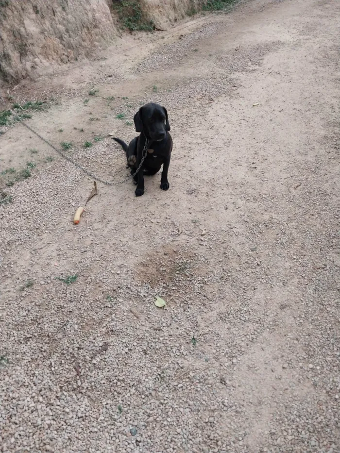 Cachorro ra a SRD-ViraLata idade 2 anos nome Jiminho