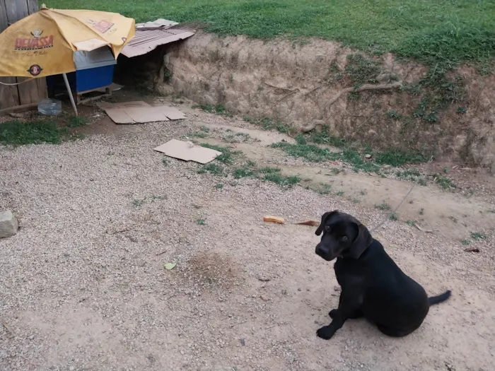 Cachorro ra a SRD-ViraLata idade 2 anos nome Jiminho