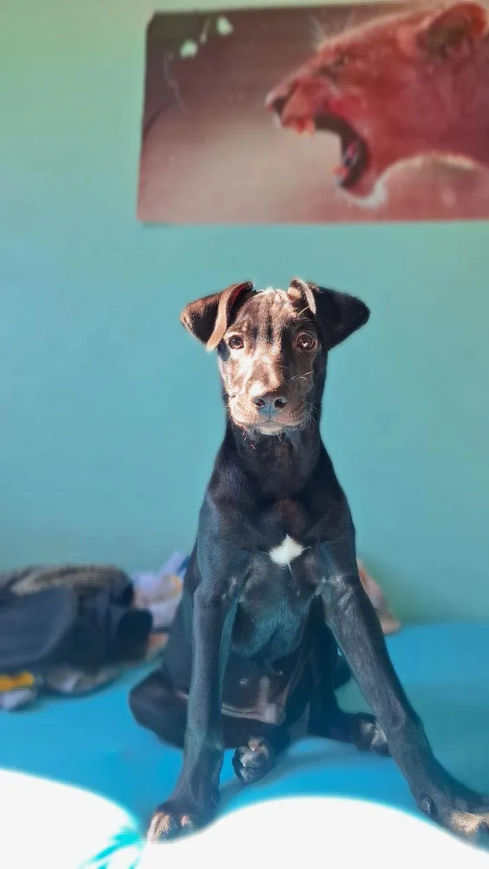 Cachorro ra a SRD-ViraLata idade 7 a 11 meses nome Black
