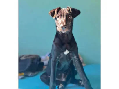 Cachorro raça SRD-ViraLata idade 7 a 11 meses nome Black