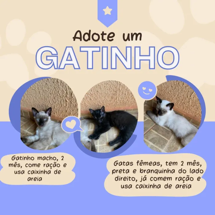 Gato ra a  idade 2 a 6 meses nome Não tem nome 