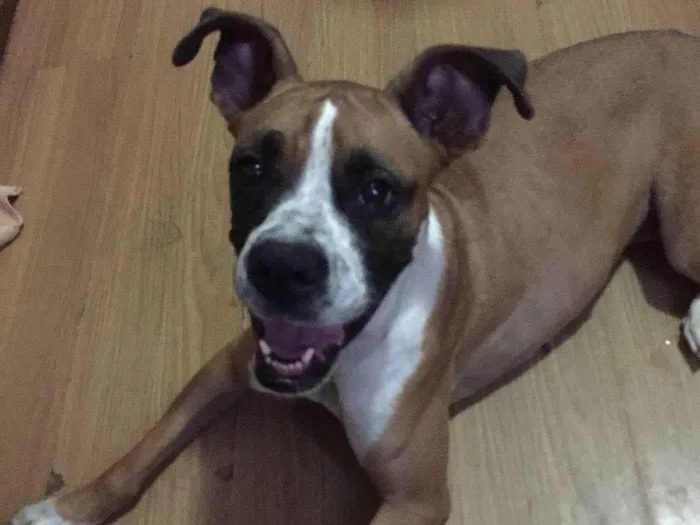 Cachorro ra a Boxer idade 3 anos nome Kira 