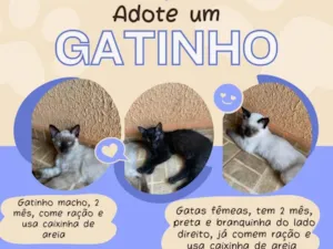 Gato raça  idade 2 a 6 meses nome Não tem nome 