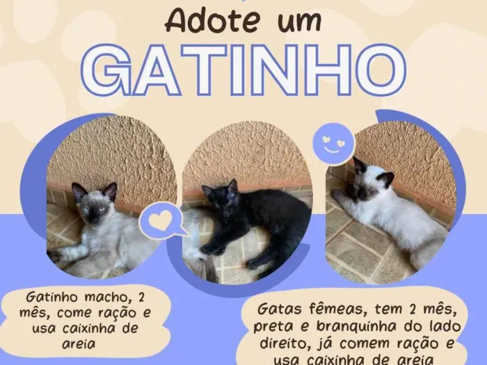 Gato ra a  idade 2 a 6 meses nome Não tem nome 