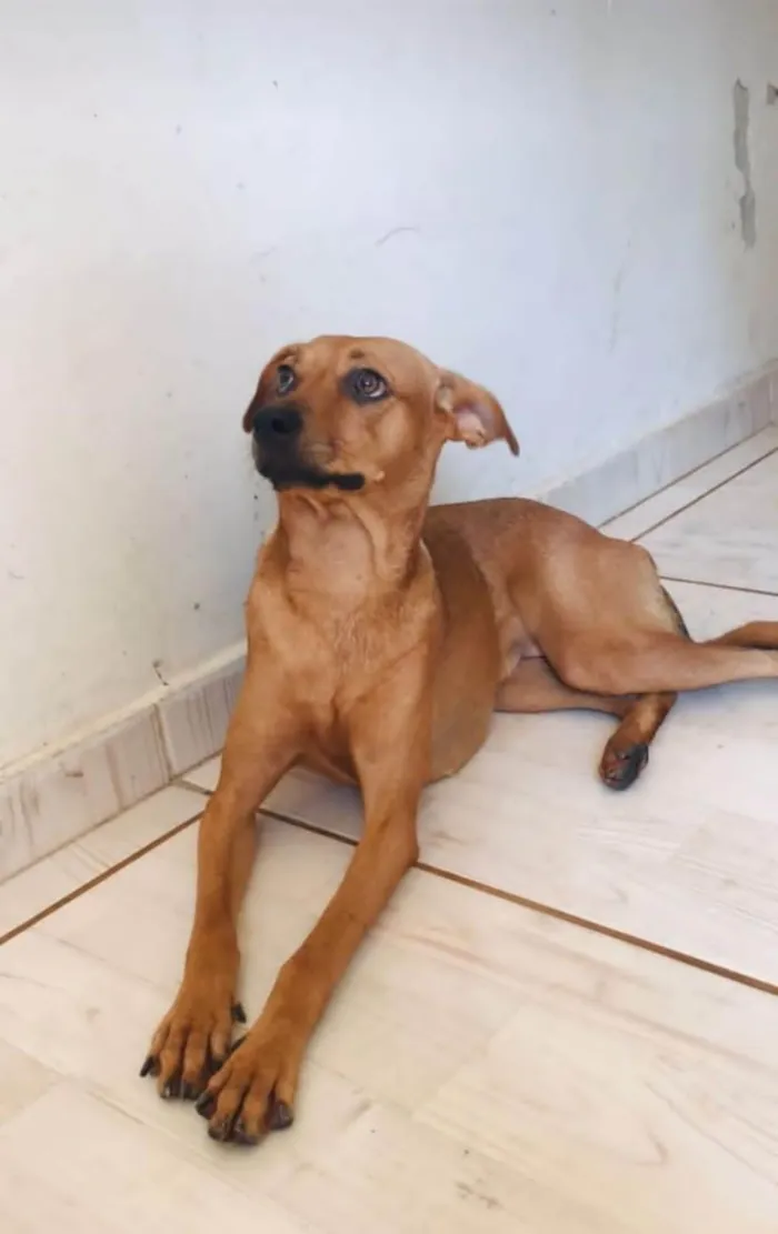 Cachorro ra a SRD-ViraLata idade 1 ano nome Mel