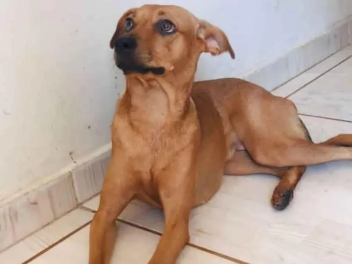 Cachorro ra a SRD-ViraLata idade 1 ano nome Mel