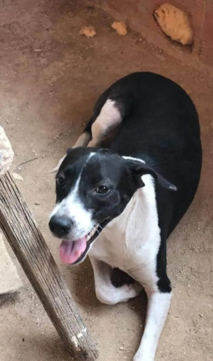Cachorro ra a SRD-ViraLata idade 2 anos nome Poliana 